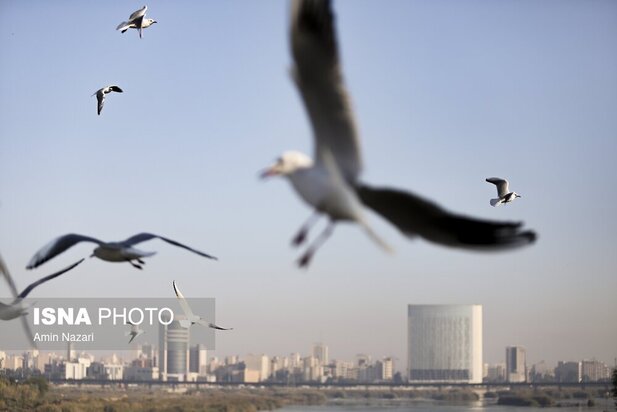 میزبانی پل سفید اهواز از پرندگان مهاجر