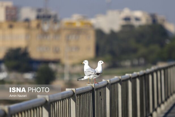 میزبانی پل سفید اهواز از پرندگان مهاجر