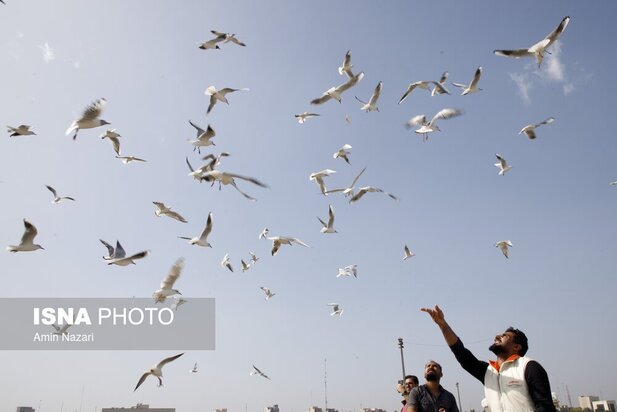 میزبانی پل سفید اهواز از پرندگان مهاجر