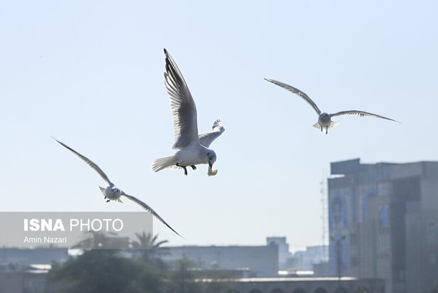 میزبانی پل سفید اهواز از پرندگان مهاجر