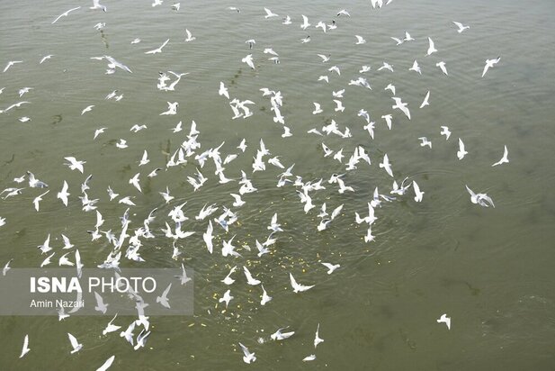 میزبانی پل سفید اهواز از پرندگان مهاجر