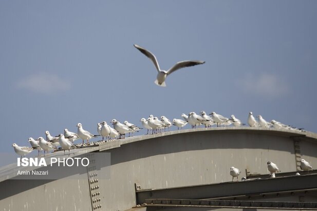 میزبانی پل سفید اهواز از پرندگان مهاجر