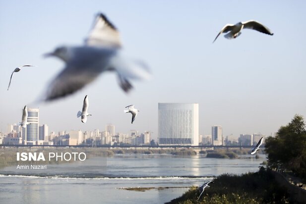 میزبانی پل سفید اهواز از پرندگان مهاجر