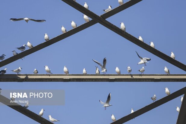 میزبانی پل سفید اهواز از پرندگان مهاجر