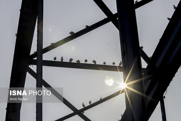 میزبانی پل سفید اهواز از پرندگان مهاجر