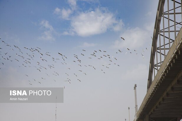 میزبانی پل سفید اهواز از پرندگان مهاجر