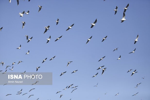 میزبانی پل سفید اهواز از پرندگان مهاجر