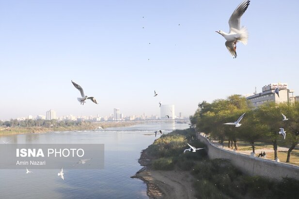 میزبانی پل سفید اهواز از پرندگان مهاجر