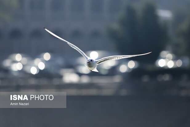 میزبانی پل سفید اهواز از پرندگان مهاجر