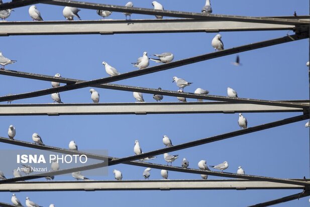 میزبانی پل سفید اهواز از پرندگان مهاجر
