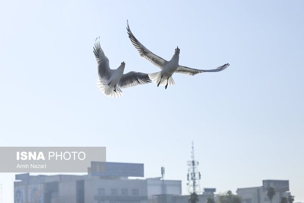 میزبانی پل سفید اهواز از پرندگان مهاجر