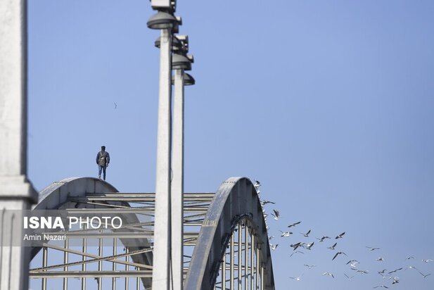 میزبانی پل سفید اهواز از پرندگان مهاجر