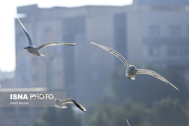 میزبانی پل سفید اهواز از پرندگان مهاجر