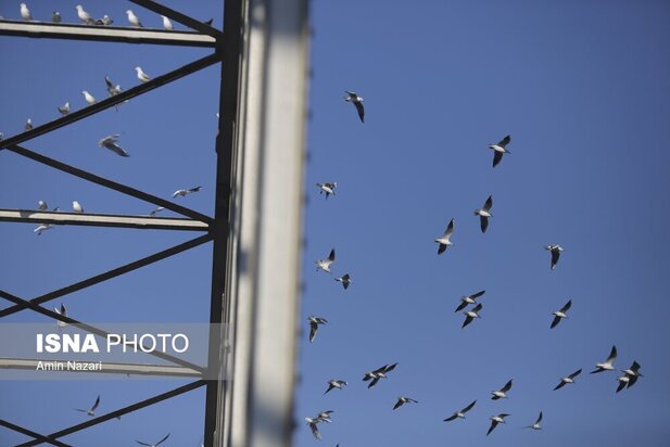 میزبانی پل سفید اهواز از پرندگان مهاجر