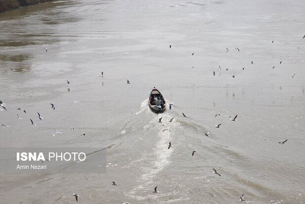 میزبانی پل سفید اهواز از پرندگان مهاجر