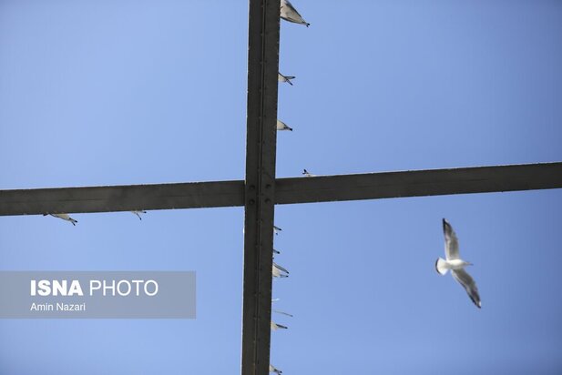 میزبانی پل سفید اهواز از پرندگان مهاجر