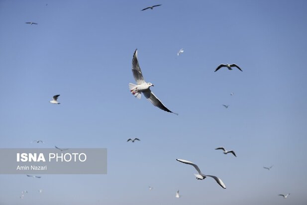 میزبانی پل سفید اهواز از پرندگان مهاجر
