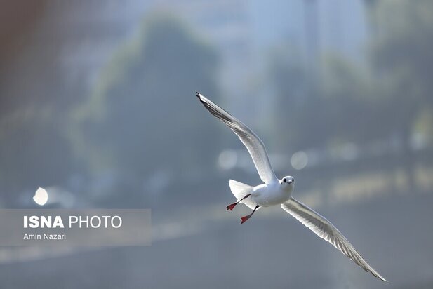 میزبانی پل سفید اهواز از پرندگان مهاجر