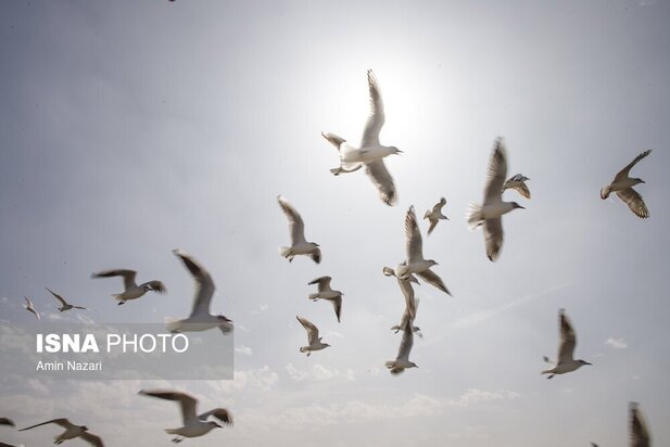 میزبانی پل سفید اهواز از پرندگان مهاجر