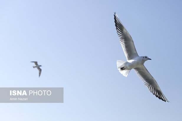 میزبانی پل سفید اهواز از پرندگان مهاجر