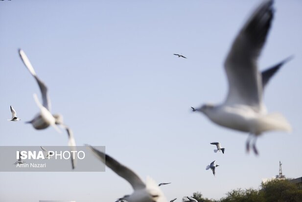 میزبانی پل سفید اهواز از پرندگان مهاجر