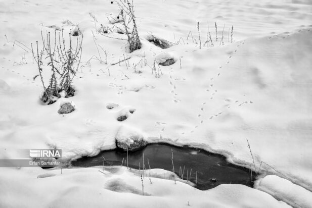 تصاویر دیدنی از بارش برف