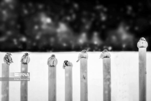 تصاویر دیدنی از بارش برف