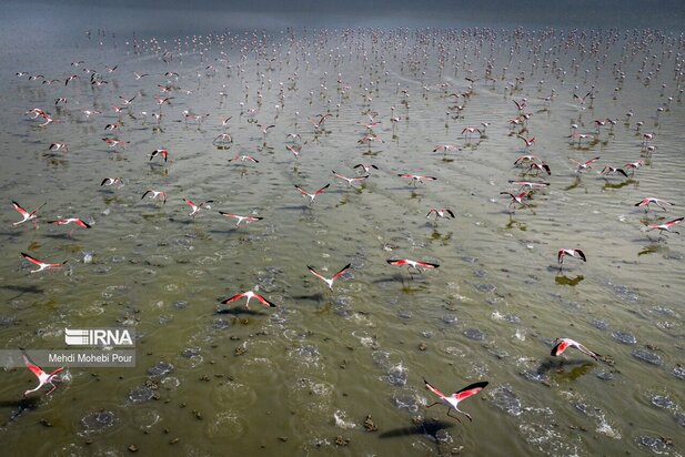 فلامینگوها میهمان میانکاله شدند