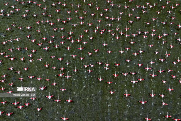 فلامینگوها میهمان میانکاله شدند