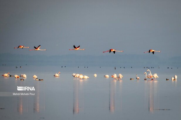 فلامینگوها میهمان میانکاله شدند