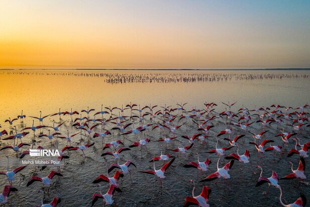 فلامینگوها میهمان میانکاله شدند