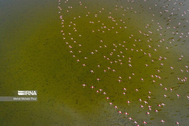 فلامینگوها میهمان میانکاله شدند