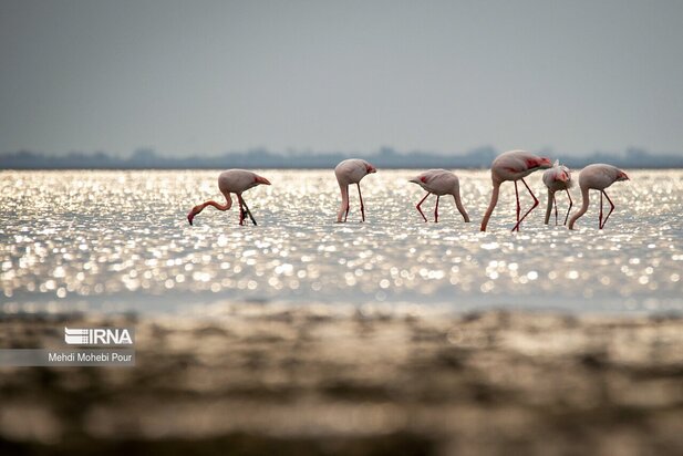 فلامینگوها میهمان میانکاله شدند