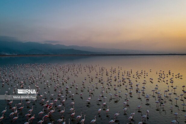 فلامینگوها میهمان میانکاله شدند