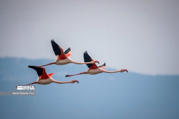 فلامینگوها میهمان میانکاله شدند