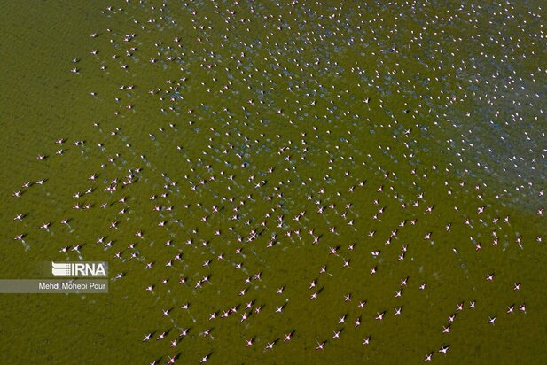 فلامینگوها میهمان میانکاله شدند