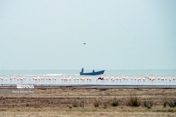 فلامینگوها میهمان میانکاله شدند