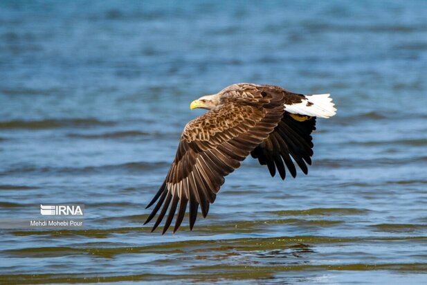 فلامینگوها میهمان میانکاله شدند