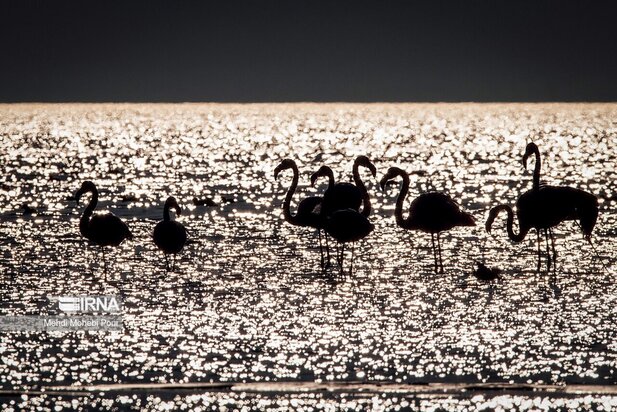 فلامینگوها میهمان میانکاله شدند
