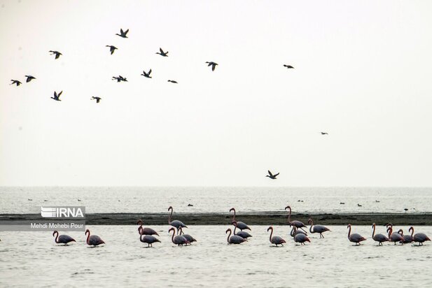 فلامینگوها میهمان میانکاله شدند