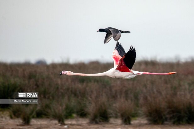 فلامینگوها میهمان میانکاله شدند