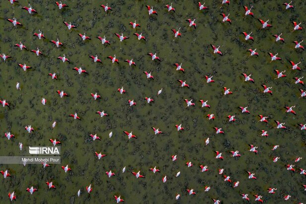 فلامینگوها میهمان میانکاله شدند