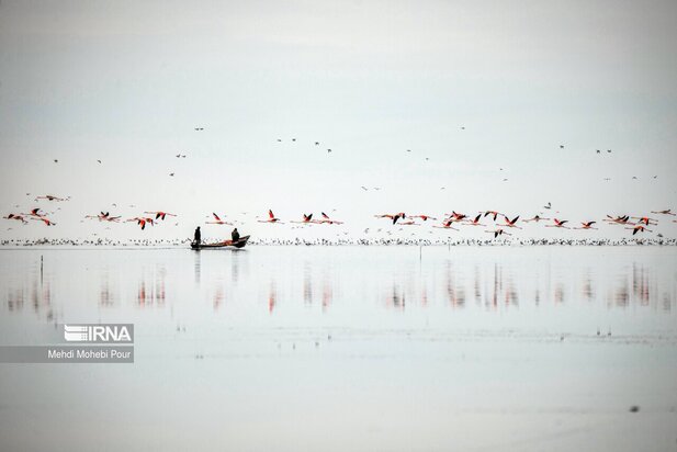 فلامینگوها میهمان میانکاله شدند