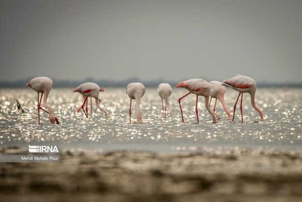 فلامینگوها میهمان میانکاله شدند