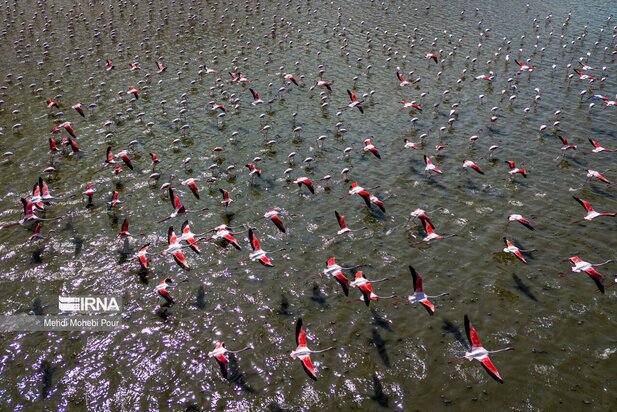 فلامینگوها میهمان میانکاله شدند