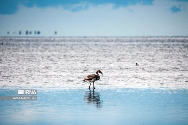 فلامینگوها میهمان میانکاله شدند