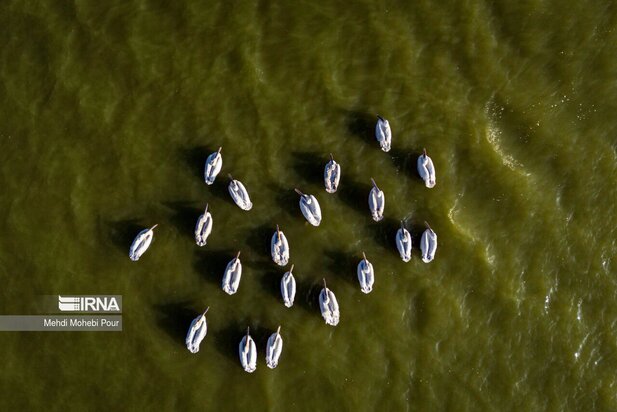 فلامینگوها میهمان میانکاله شدند