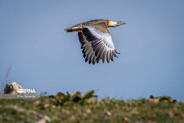 گونه های در خطر انقراض