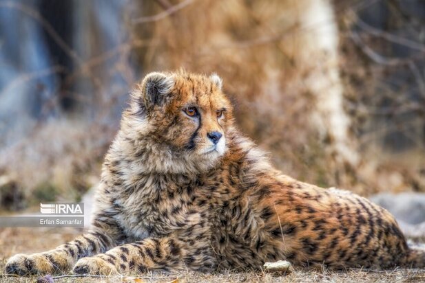 گونه های در خطر انقراض