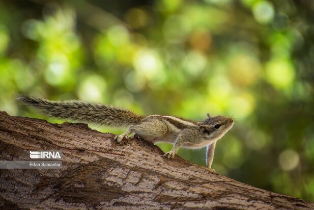 گونه های در خطر انقراض